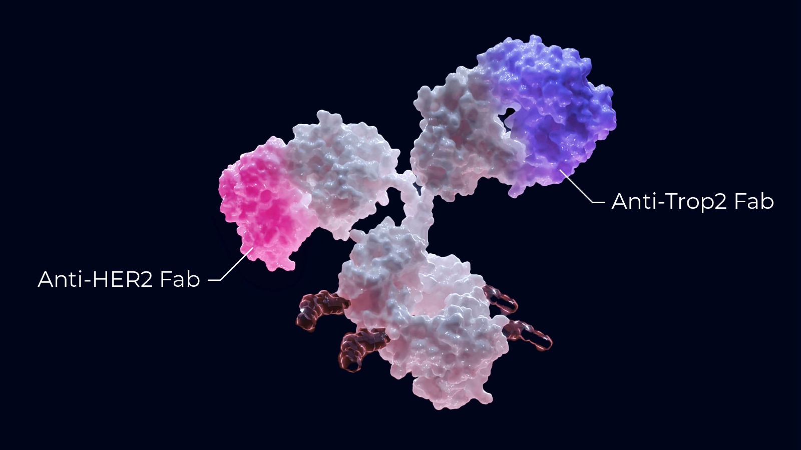 HER2 x TROP_blog-graphics_fig1a.jpg