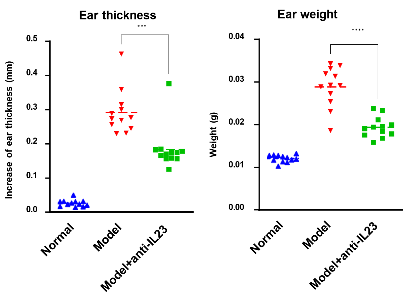 Gross ear measurements.png