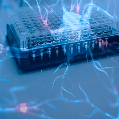 From Neurons to Networks: High-Throughput Epilepsy Models for Translational Neuroscience