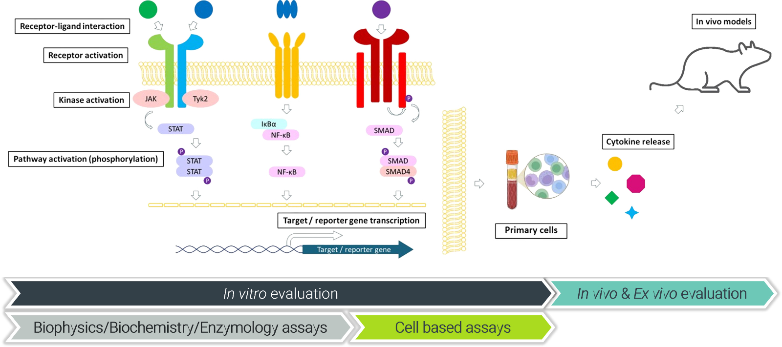 Platformtransparent copy 2.jpg