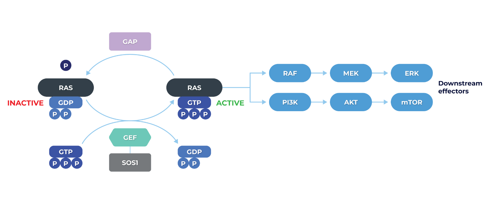 KRAS-assay v2-01.png
