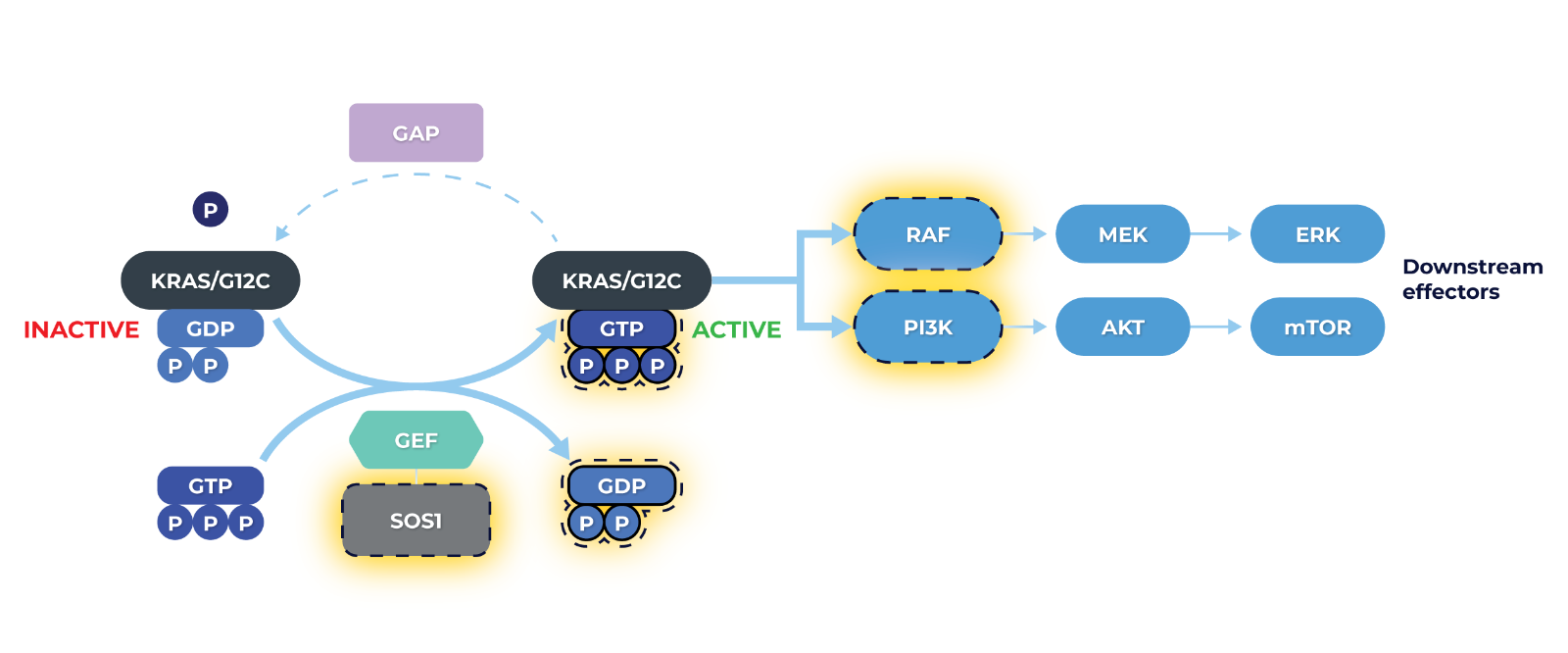 KRAS-assay v2-02.png