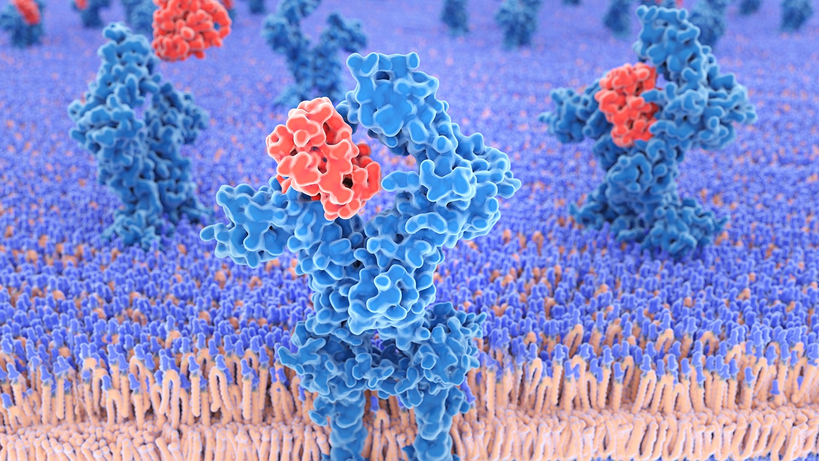 Cytokine receptor banner copy.jpg
